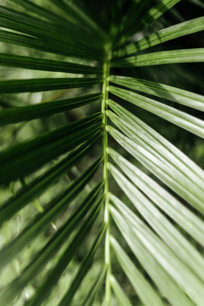 istock Tropical palm leaves, floral pattern background 1283149931