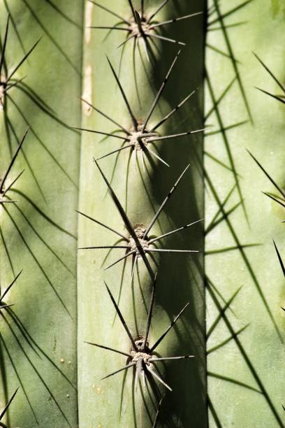 istock Cactus plant texture (Carnegiea gigantea) in the garden 1283150223