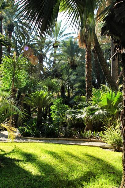 istock Green vegetation in a botanical garden in Elche 1283150237
