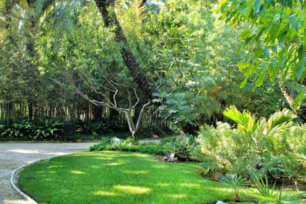 istock Green vegetation in a botanical garden in Elche 1283150818