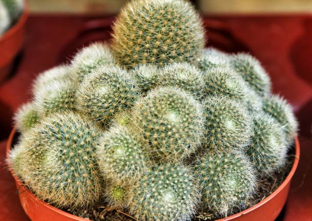 istock Rebutia Nitida cactus pot in a garden 1283150983