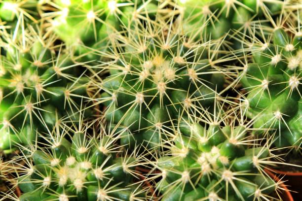 istock Ferocactus Gracilis pots in the garden 1283150991