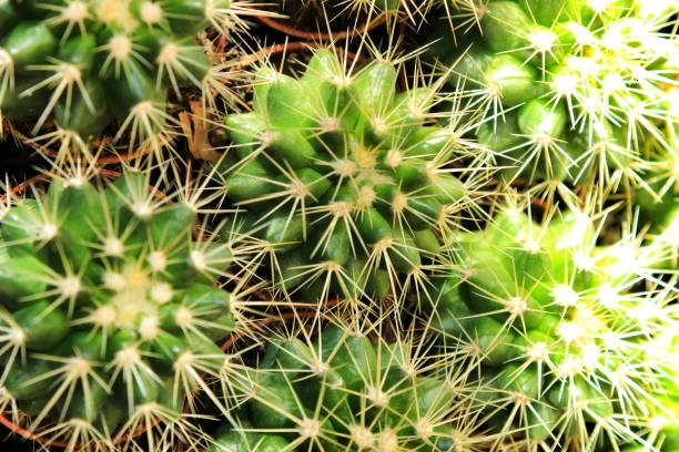 istock Ferocactus Gracilis pots in the garden 1283151019