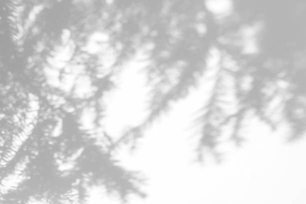 istock shadows of fir tree branches on a white wall 1283151263