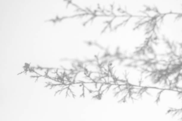 istock shadows of fir tree branches on a white wall 1283151316