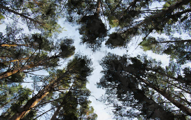 istock Tops of green pine trees. 1283152097