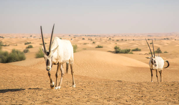 istock arabian oryx in a desert near Dubai 1283152227