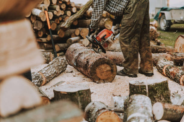 istock Lumberjack working with chainsaw at sawmill. Sawdust on the ground 1283152325