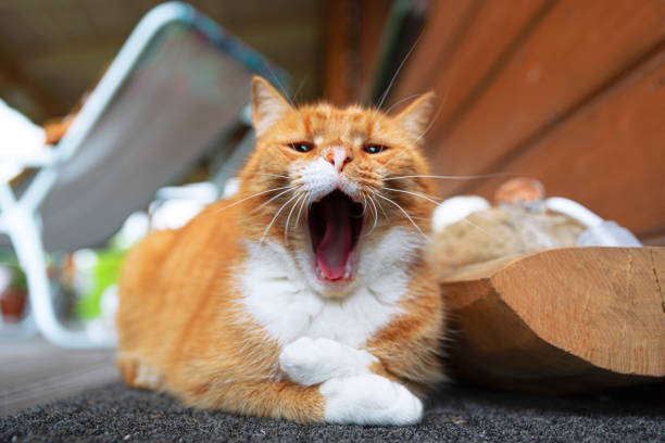 istock Sleepy ginger cat with white paws yawning in the morning 1283153064