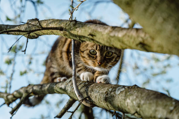 istock Curious little furry cat with white paws climbing a tree in garden 1283153093