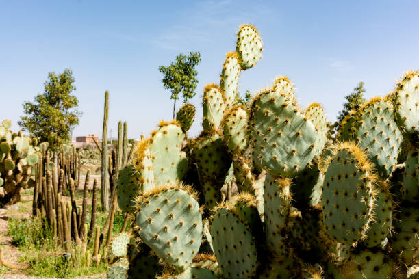 Green tall cacti and succulents growing in botanical, tropical garden in the desert, arid climate. Cactus landscape