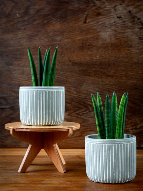 Sansevieria cylindrica or snake plant in ceramic flower pots on wooden background Interior decoration and houseplant care concept. Sansevieria cylindrica or snake plant in ceramic flower pots on rustic wooden background sanseveria trifasciata stock pictures, royalty-free photos & images