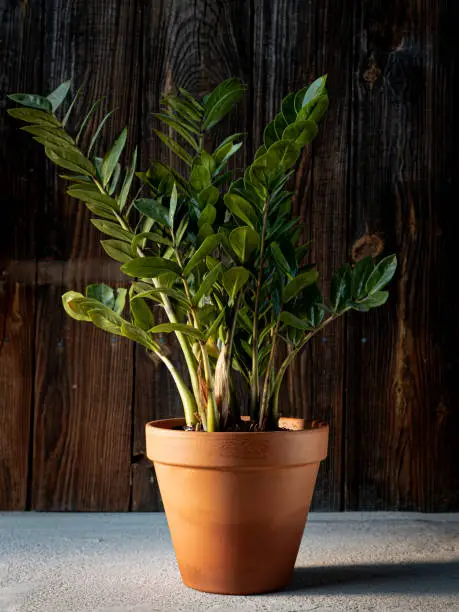 Zamioculcas (ZZ plant, aroid palm or zanzibar gem) in terracotta flower pot on dark rustic wooden background. Indoor green plants, home decoration