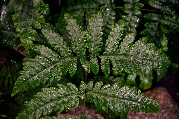 frondas de helecho verde oscuro. hojas de helecho tropical con gotas de agua. - water rainforest frond tropical climate fotografías e imágenes de stock