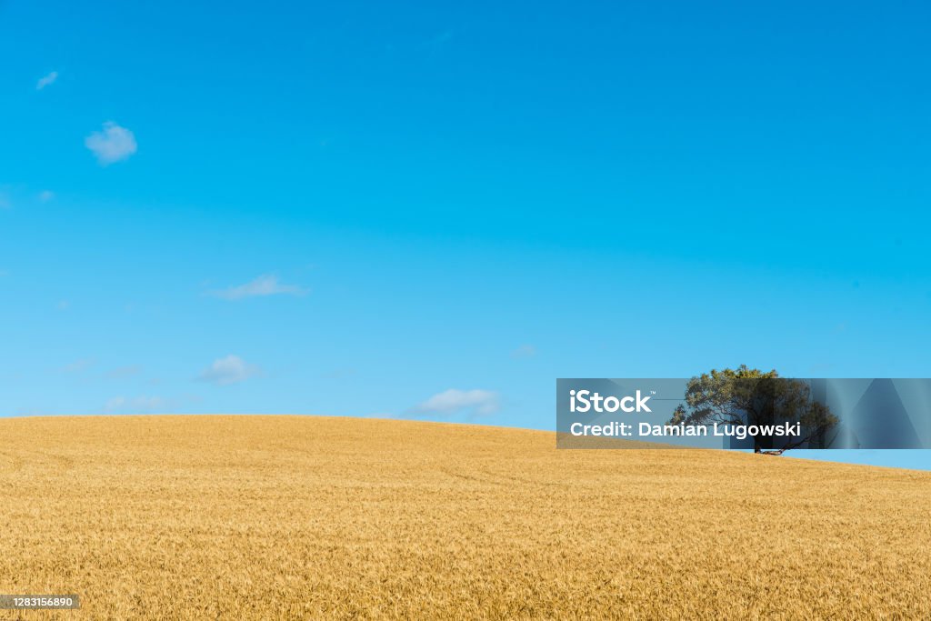 Golden wheat field before harvest under clear blue sky on a sunny day Golden wheat field before harvest and a single tree under clear blue sky on a sunny day. Agricultural landscape in Australia Cereal Plant Stock Photo