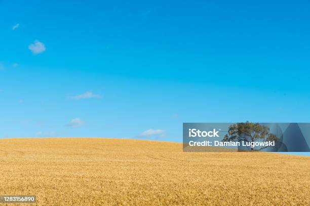 Golden Wheat Field Before Harvest Under Clear Blue Sky On A Sunny Day Stock Photo - Download Image Now