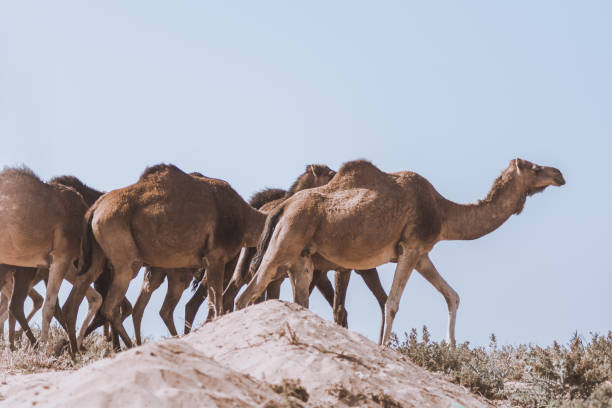istock Herd of dromedaries (Arabian camels) walking across deserted sandy area 1283157061
