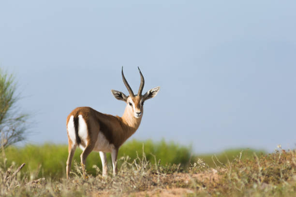 istock Wild Saharan dorcas gazelle looking at camera 1283157085