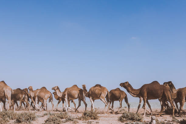istock Herd of dromedaries (Arabian camels) walking across deserted sandy area 1283157095