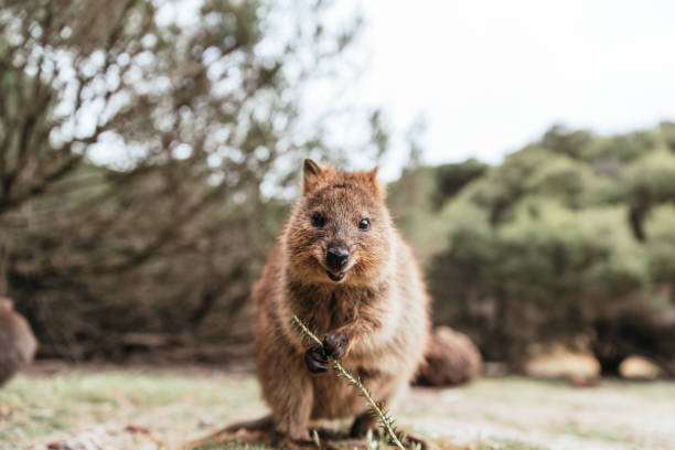 Portrait of a cute small quokka on Rottnest Island, Western Australia. Little quokka - the happiest animal on Earth. Close up image of young marsupial rottnest island photos stock pictures, royalty-free photos & images