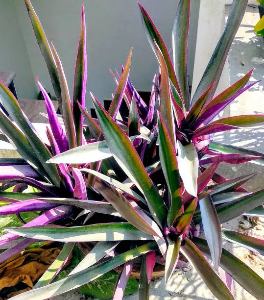 A Moses-in-the-cradle, Tradescantia spathacea plant in backyard