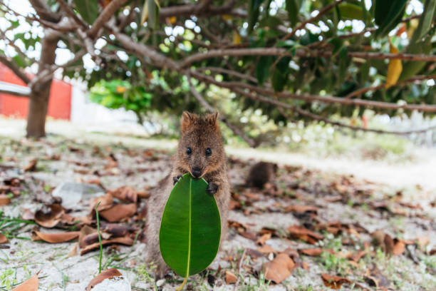 Portrait of a cute baby quokka with green leaf on Rottnest Island, Western Australia. Baby quokka eating ficus leaf. Rottnest Island, Western Australia. Quokka - the happiest animal on Earth - in its natural habitat quokka-smiling stock pictures, royalty-free photos & images