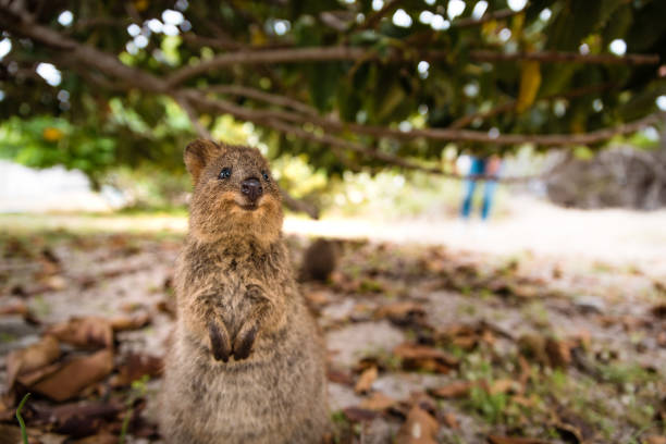 Smiling quokka looking at the camera, Rottnest Island, Western Australia Smiling quokka posing for the camera, Rottnest Island, Western Australia. Quokka - the happiest animal on Earth rottnest island photos stock pictures, royalty-free photos & images