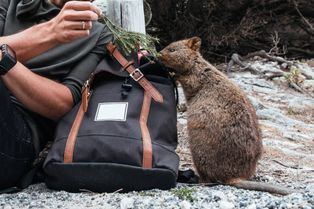 Tourist with backpack feeding small cute quokka on Rottnest Island Tourist with backpack feeding small cute quokka with green leaf on Rottnest Island in Western Australia. Quokka sniffing a backpack rottnest island photos stock pictures, royalty-free photos & images