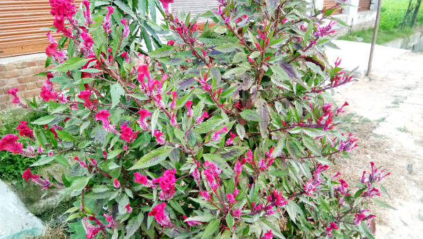 istock Top view of celosia argentea like a colourful small christmas tree 1283158064