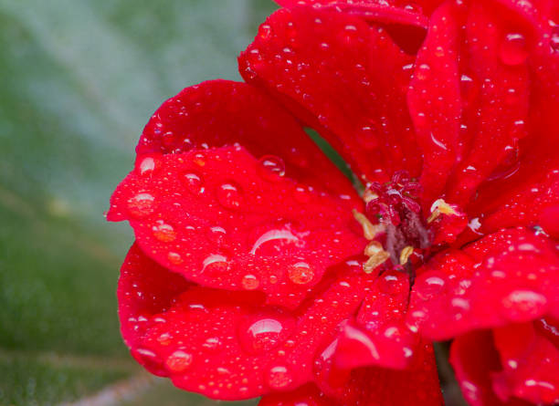 red flower with water drops