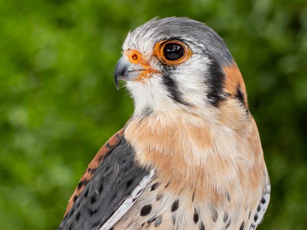 kopf eines männlichen amerikanischen turmfalken oder falken mit grünem hintergrund - kestrel hawk beak falcon stock-fotos und bilder