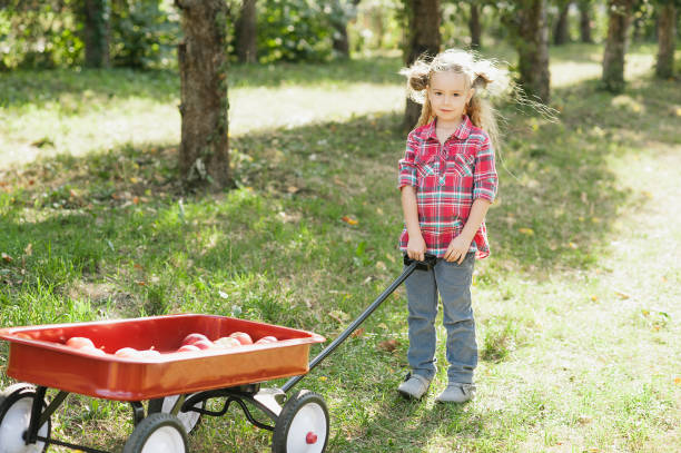Girl with Apple in the Apple Orchard. Beautiful Girl Eating Organic Apple in the Orchard. Harvest Concept. Garden, Toddler eating fruits at fall harvest.