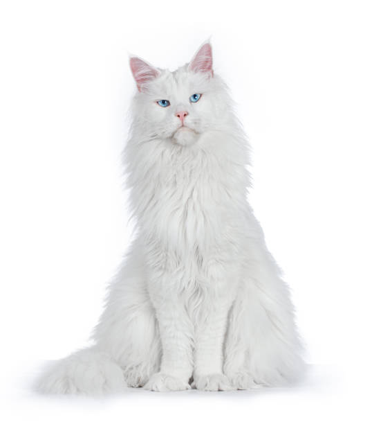 Blue Eyed Maine Coon Cat Stock Photo - Download Image Now - Domestic Cat,  Transparent, Animal Hair - iStock