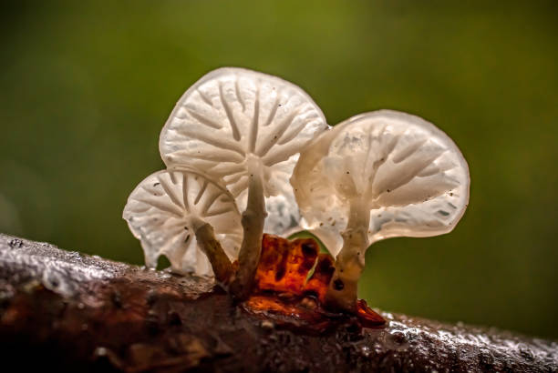 istock Porcelain fungus mushroom on a log 1283162057