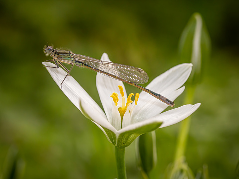 During fertilization, two feather dragonflies form a so-called love heart with their bodies. The background is green.