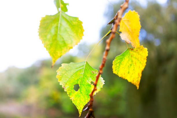 istock Poplar leaves in autum 1283163589