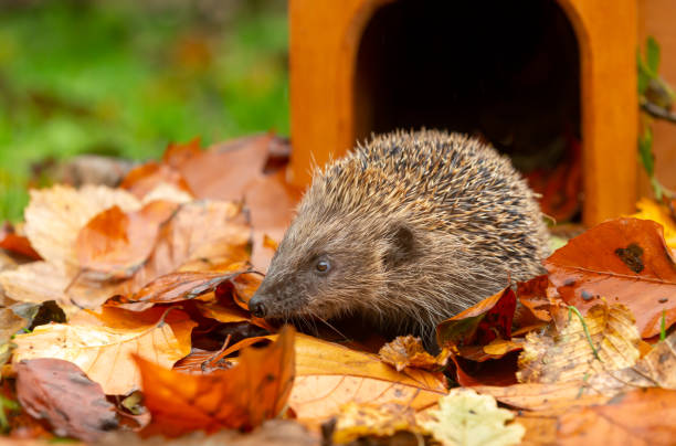 istock Hedgehog leaving hedgehog house in Autumn 1283164357
