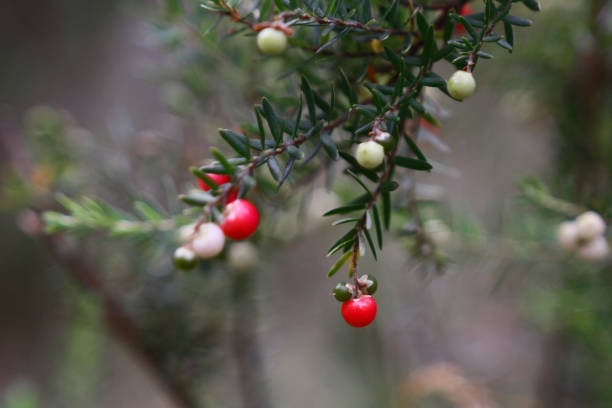istock Bush flowers along the Thredbo River 1283165066