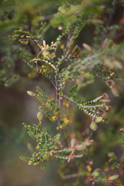 istock Bush flowers along the Thredbo River 1283165085