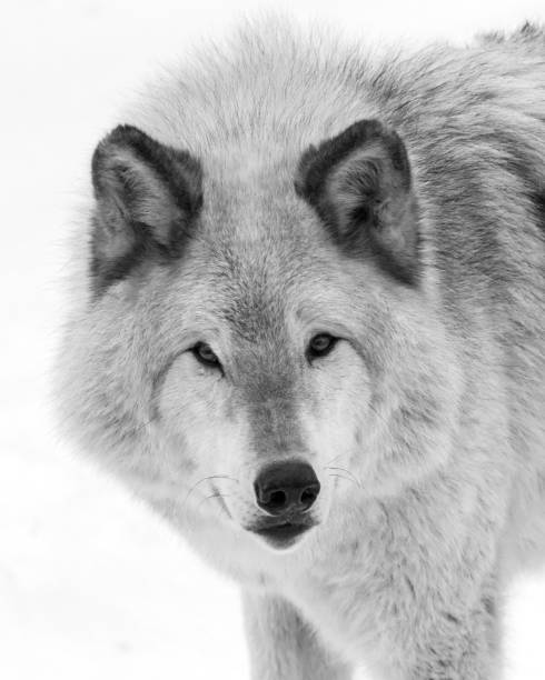 istock Black and white staring Grey Wolf extreme close up portrait 1283166064