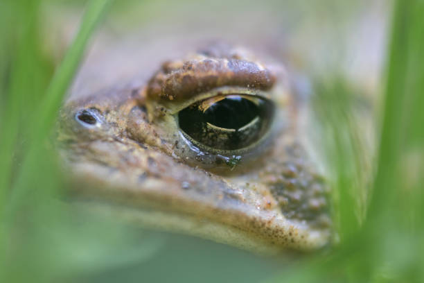 extremo primer plano de la cara del sapo escondido entre la hierba verde - frog batrachian animal head grass fotografías e imágenes de stock