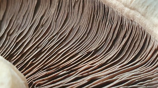 Texture of mushroom in close up