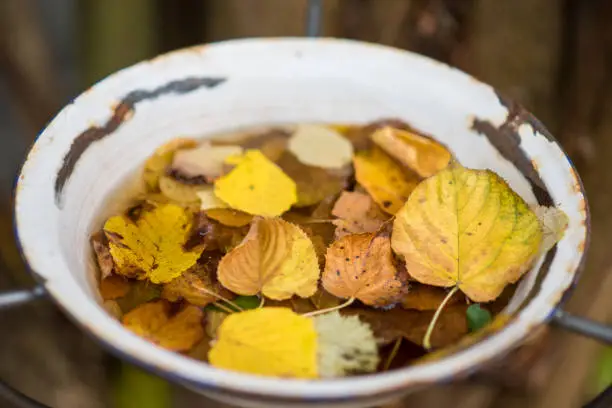 Autumn leaves in an old bowl