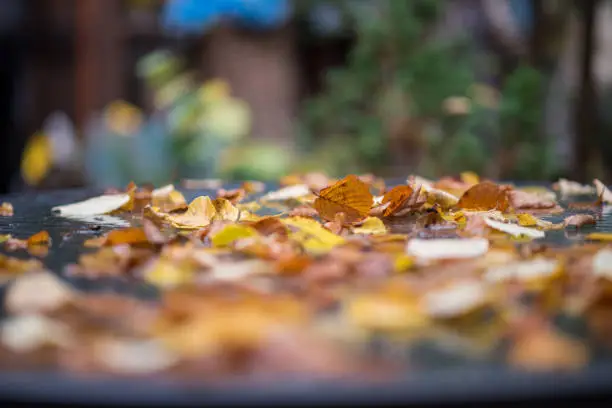 Fallen autumn leaves on the tabletop