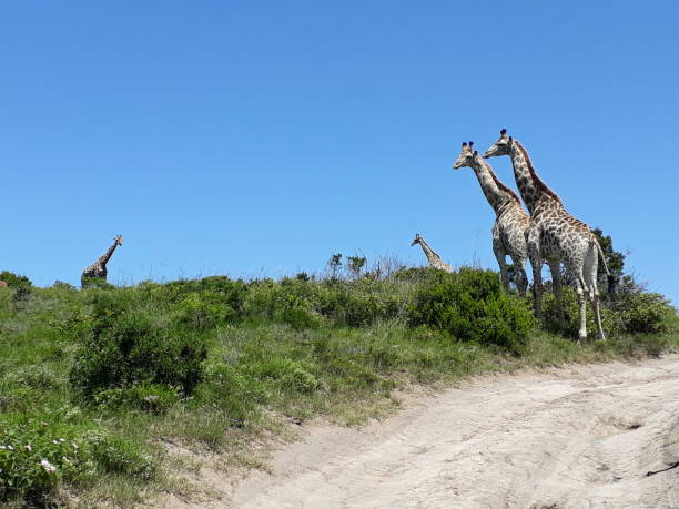 istock Wildlife in South Africa 1283169632