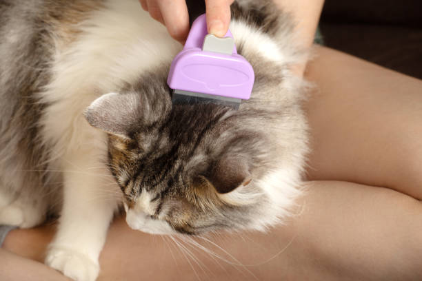 istock woman grooming her domestic cat 1283171168