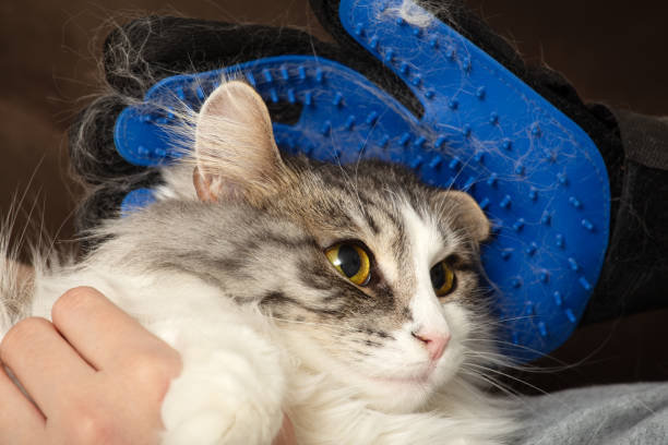 young woman grooming her domestic cat with furminator glove closeup view