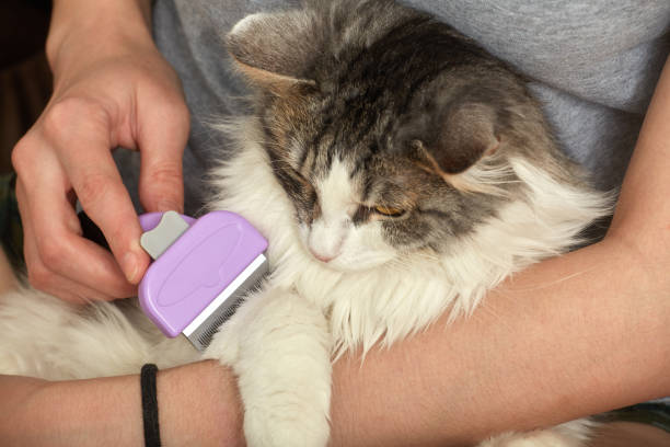 istock woman grooming her domestic cat 1283171239