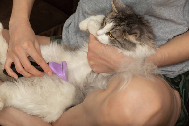 istock woman grooming her domestic cat 1283171241