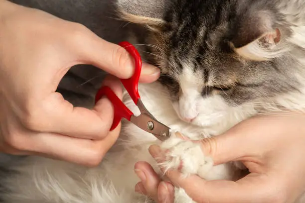 young woman cuts her cat's claws closeup view